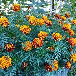 ������, ������, 74 ����