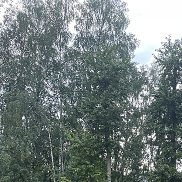 ����, 38 ���, �����-���������