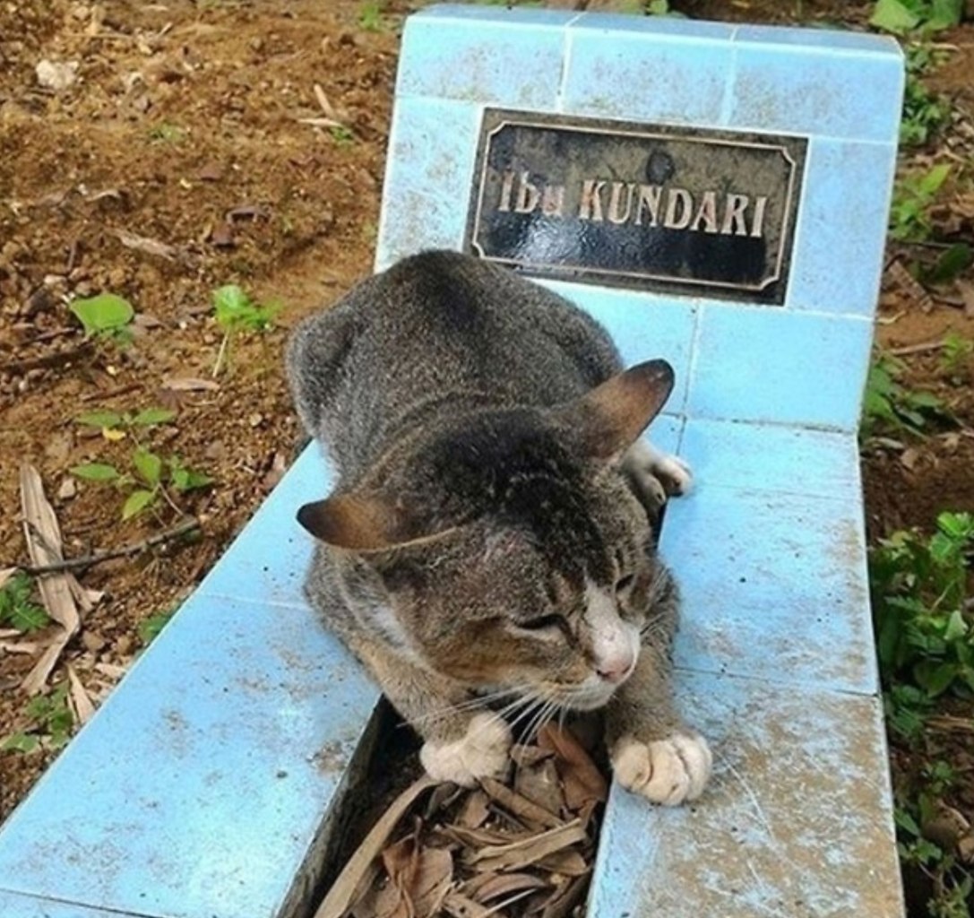    ,   2015        . ...