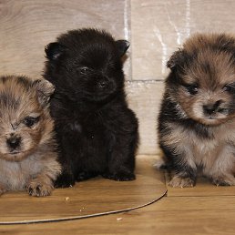 Julia, ������, 57 ���