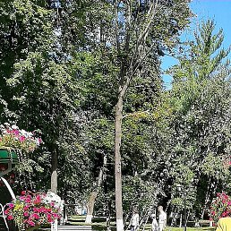 ����, �������, 62 ����