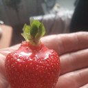 ��� ������ ������� ����.