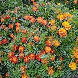 �����, ������, 35 ���