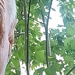 ��������, ������, 50 ���