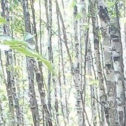 �����, ������, 42 ����