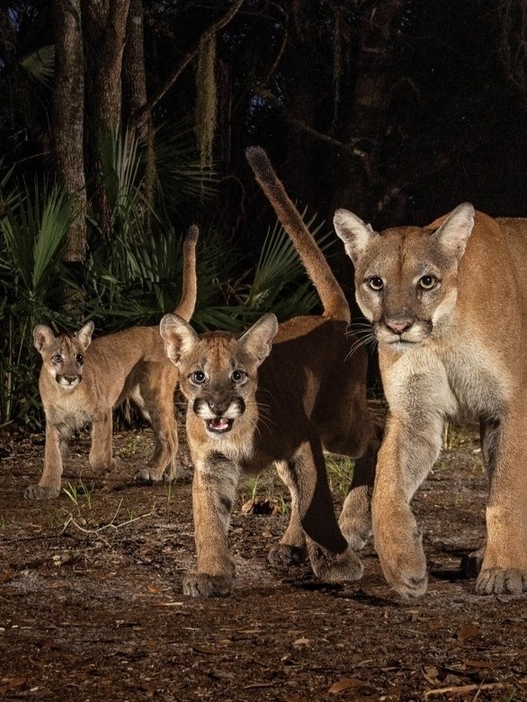    -  .,  ,   .- , ... - 3