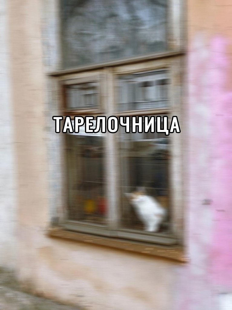 Самая милая тарелочница из всех, что я видел.