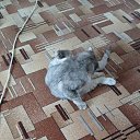 ���� ����, ��������, 49 ��� - ��������� 20 ������ 2025 � ������ ���� ����������