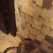 Ivan, 41 ���, ������