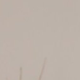 �����, �����������, 48 ���