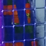 �����, 41 ���, ������