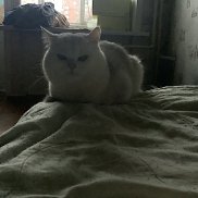 ������, 17 ���, ������