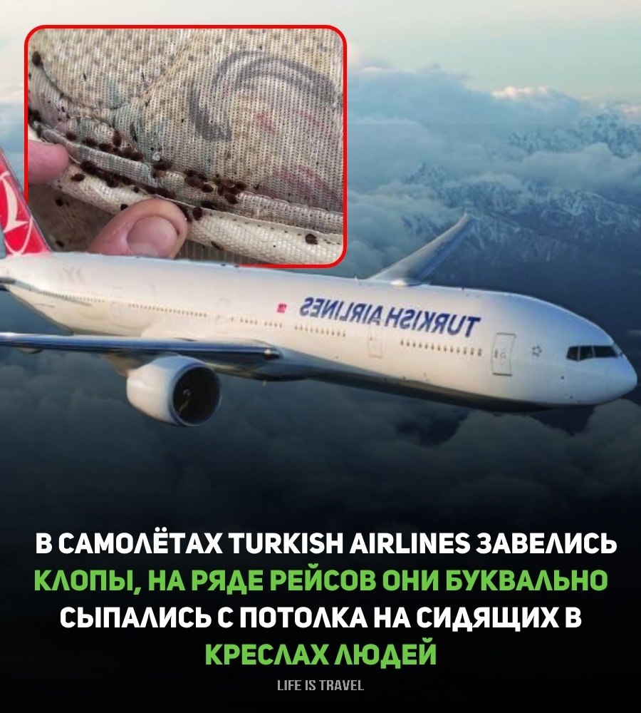   Turkish Airlines  .   ,    ...