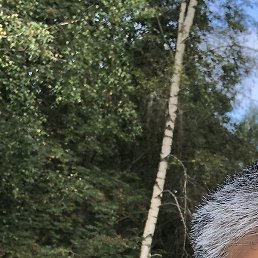 �������, ����������, 49 ���