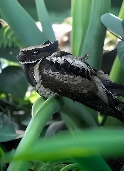 �����, ������� �� ���������� �������. ������� ������� �������, ��� Great Eared Nightjar, ������� � ... - 3