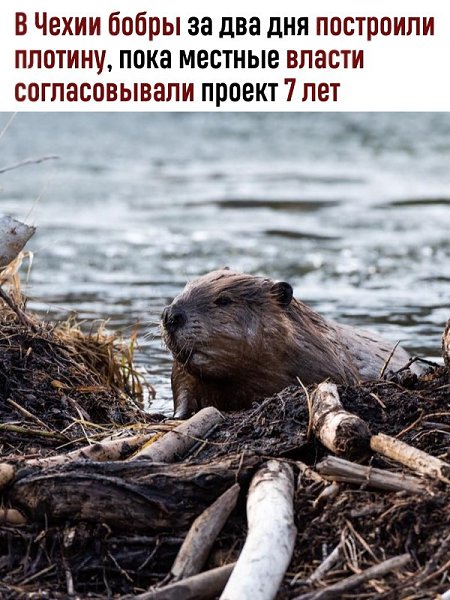 Как бы поступили наши чиновники в такой ситуации?