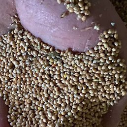 �������, ���������, 49 ���