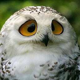 ���, �����-���������, 20 ���