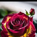 ���� �������, ����������, 54 ���� - ��������� 3 ��� 2026 � ������ ���� ����������