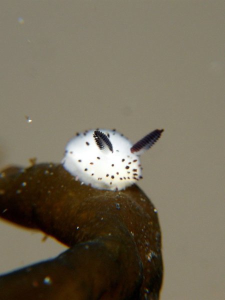 Такс, морскую овечку вы уже видели - теперь встречайте морского зайца. Тоже слизень, тоже милашка. ... - 2