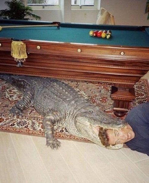 Арнольд Шварценеггер в пасти аллигатора, 1990-е годы