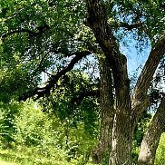 Anna, , ���������