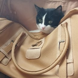 ���, �������������