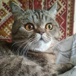 ��������, ����, 64 ����