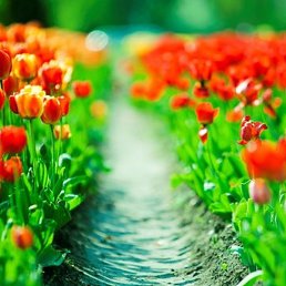 Alga, ��������, 41 ���