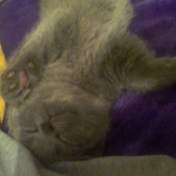 ����, ������, 37 ���