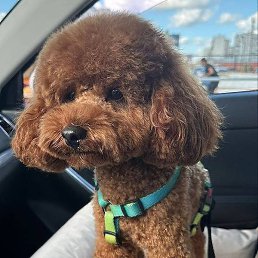 �������, �������