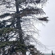 �����, 56 ���, ����