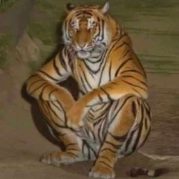 �����, ����������, 27 ���