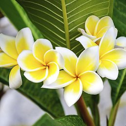 �������, �������-���������, 48 ���