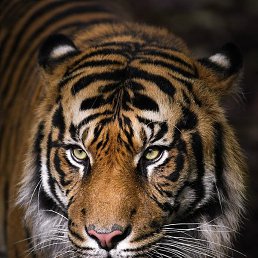 ����, ��������