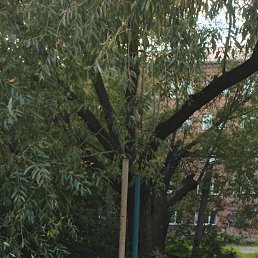 ����, 49 ���, ����