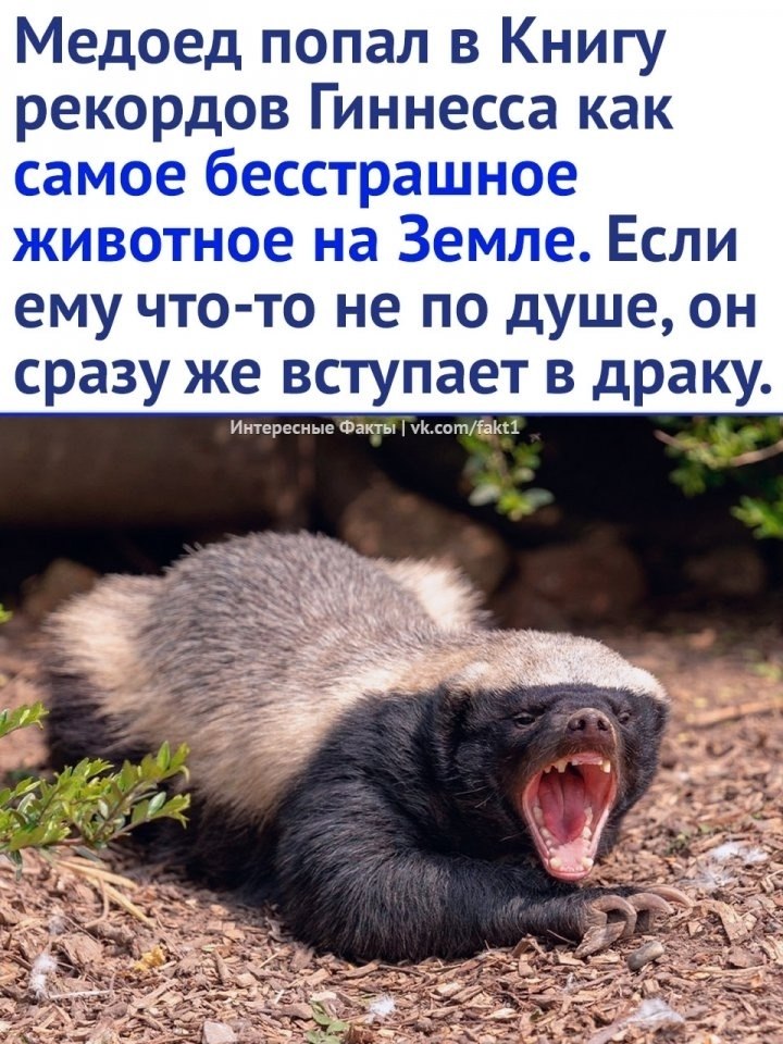 Все мы немного медоед