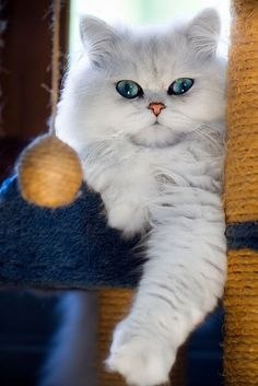 � ��o �o �a�e�� ��e��� ��ea���o � ��pe? � o��.