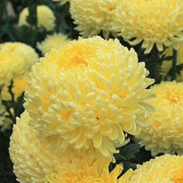 �������, ������-�������, 45 ���