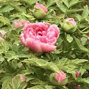 ���� ������, �����, 71 ��� - ��������� 27 ������ 2025 � ������ ���� ����������