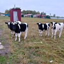 ���� ����, �����, 50 ��� - ��������� 11 ����� 2024 � ������ ���� ����������