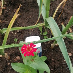 Mayak, ������, 57 ���