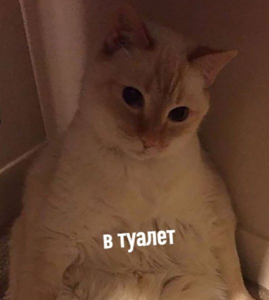 Кот не пускает в туалет