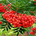 ���� *�������*, �����-��������� - ��������� 26 ������� 2025 � ������ �������� ��������