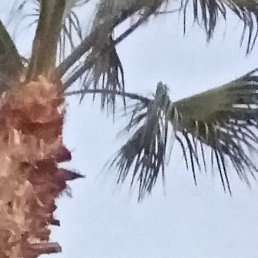 ����, ��������, 46 ���