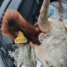 ��������, �����, 55 ���