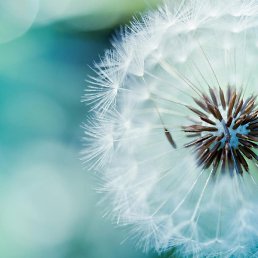 ���, ������, 39 ���