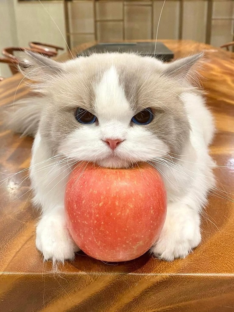 ae oe  aoo  ao co  paco? a oo oaoac? - 7