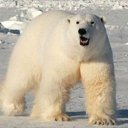 �������, ���������, 42 ����