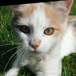 ������, �����, 22 ����